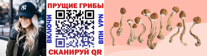 Купить где  Карталы  Галлюциногенные грибы прущие грибы 